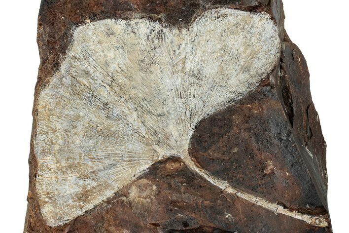 Fossil Ginkgo Leaf From North Dakota - Paleocene #262647